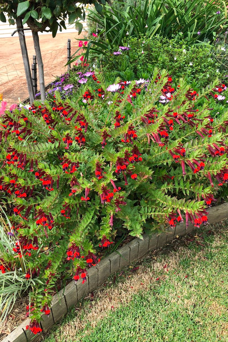 Going in to Bat - Gardening Australia