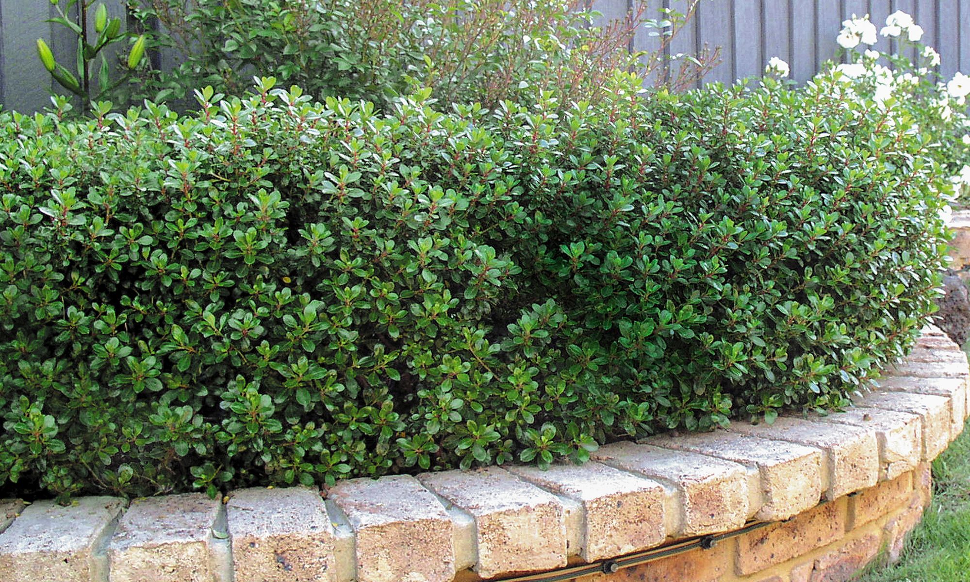 Plant Growers Australia - Escallonia Dwarf Pink HEDGE WITH AN EDGE®