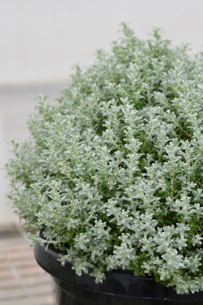 Plant Growers Australia - Helichrysum Licorice