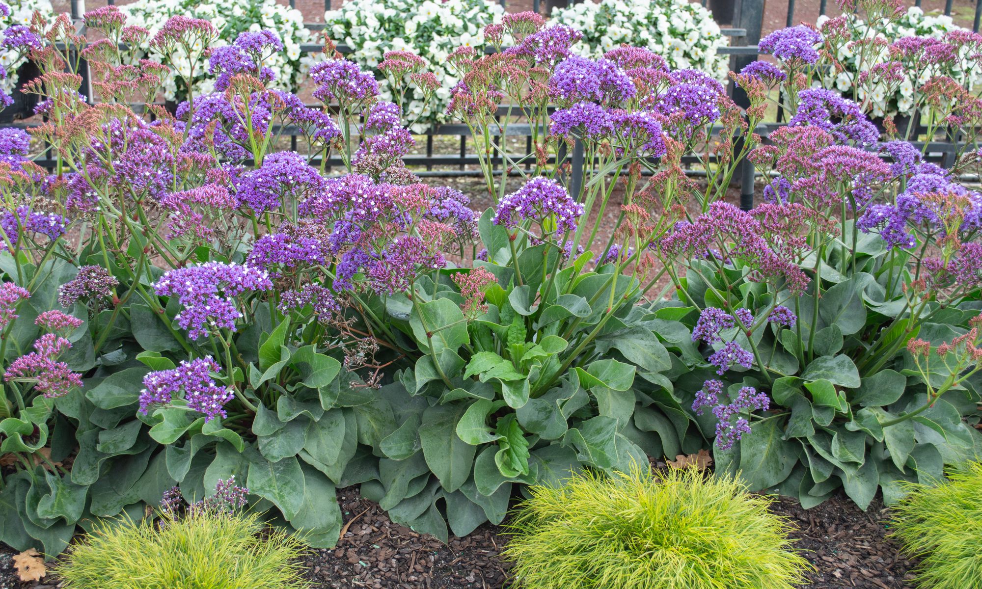 Plant Growers Australia - Limonium Perezii Blue