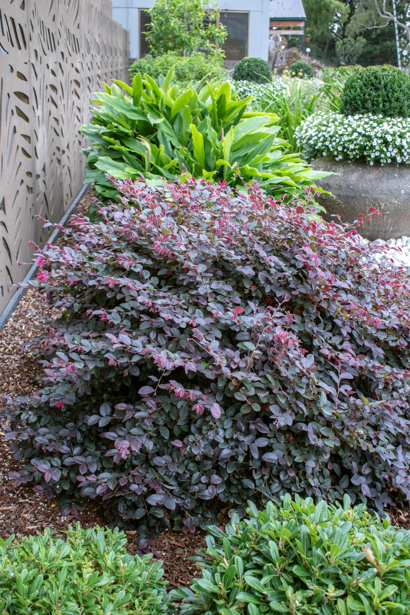 Loropetalum 'Plum Gorgeous