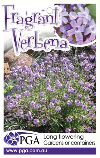 Plant Growers Australia - Verbena Fragrant Verbena