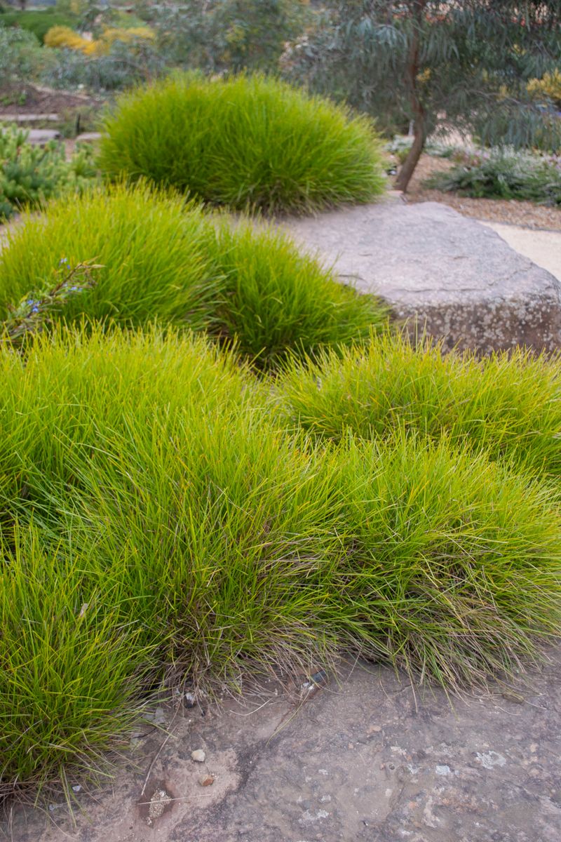 Plant Growers Australia - Lomandra Little Con