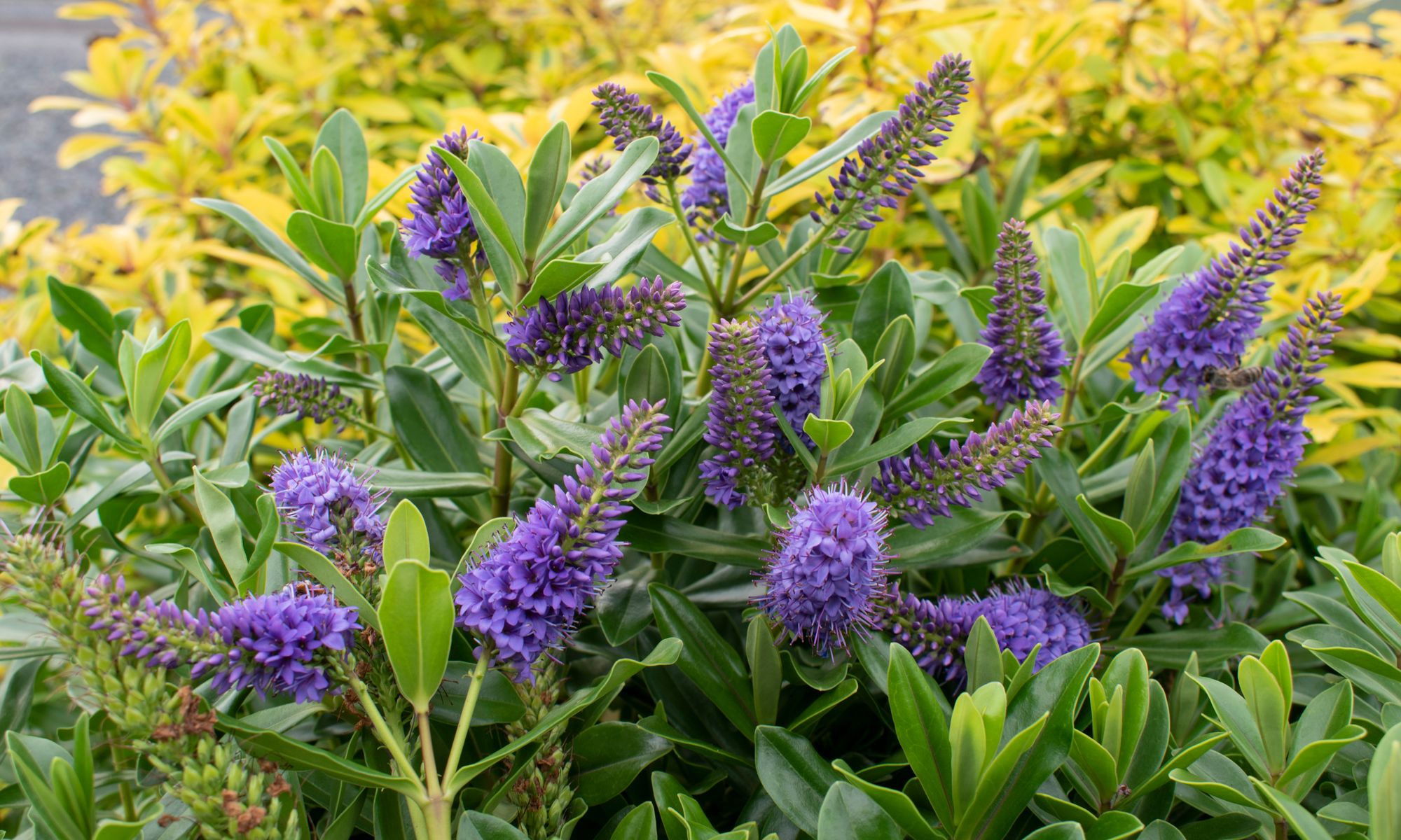 hebe Plant Growers Australia - Hebe Julia