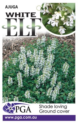 Plant Growers Australia - Ajuga White Elf