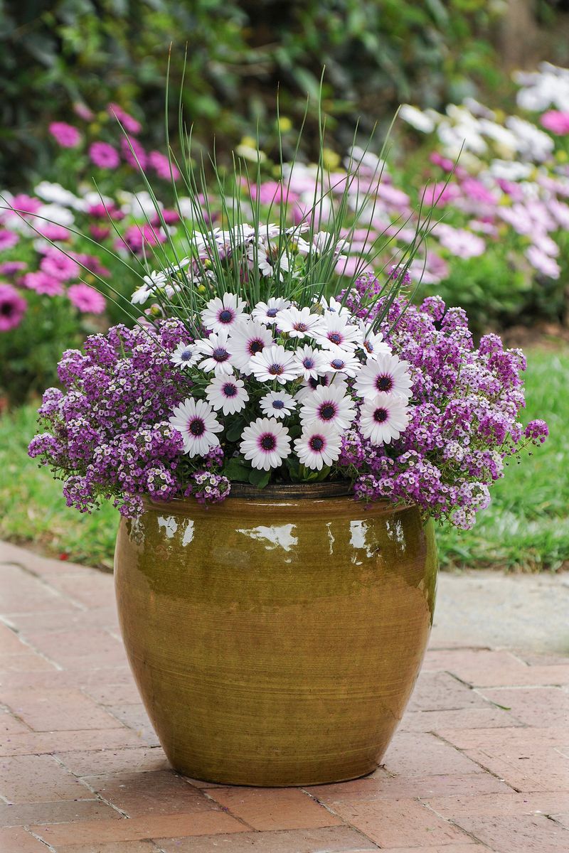 Plant Growers Australia - Osteospermum Purple Eye Daisy Chain™