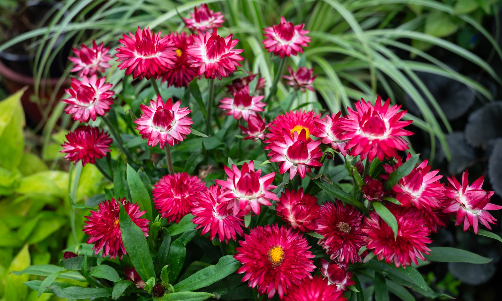 Plant Growers Australia - Bracteantha Purple Red