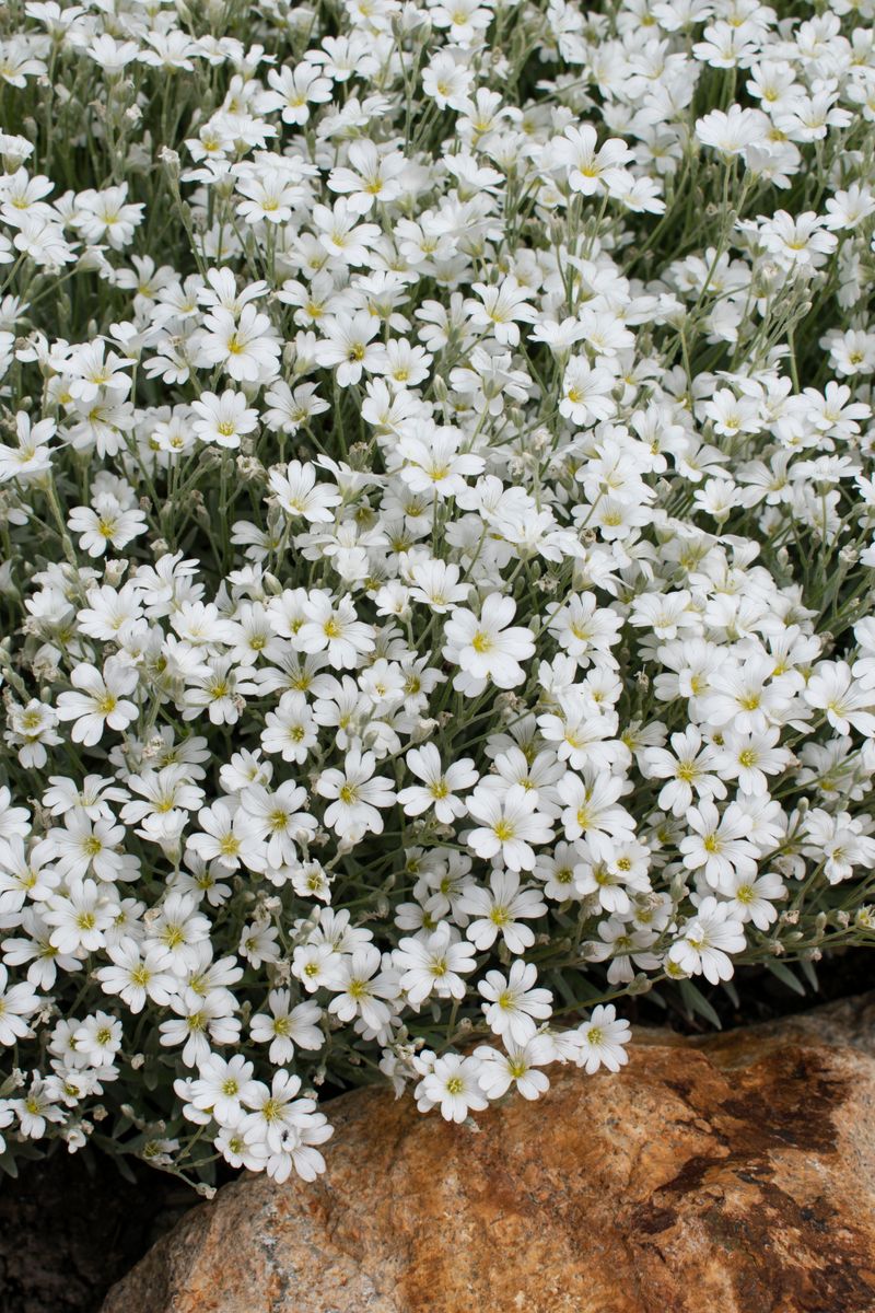 Snow in store summer plant