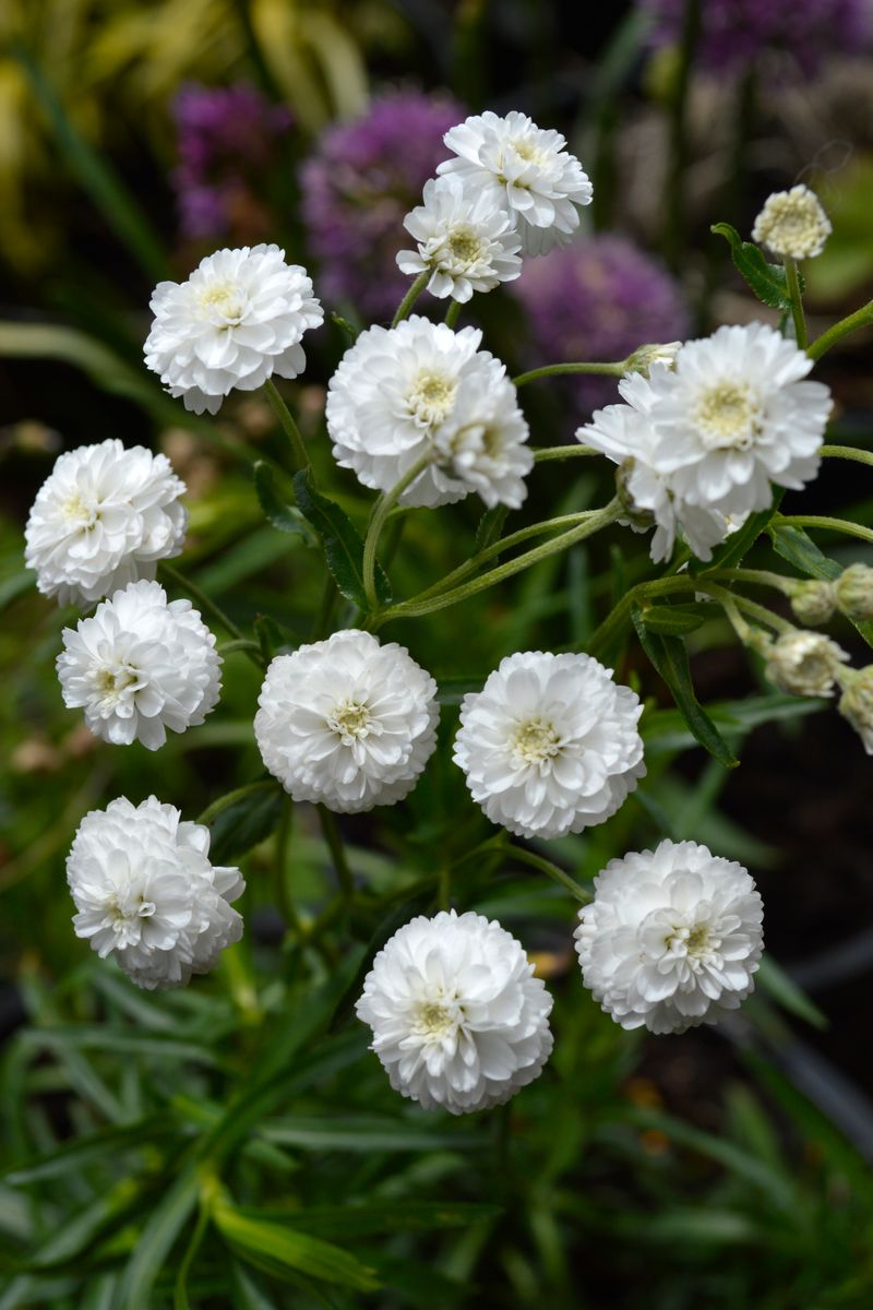 Plant Growers Australia - Achillea Angels Breath