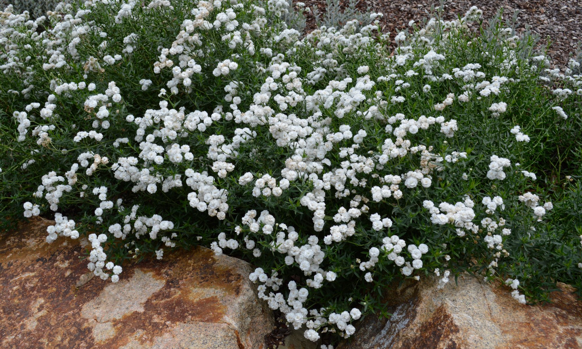 Plant Growers Australia - Achillea Angels Breath