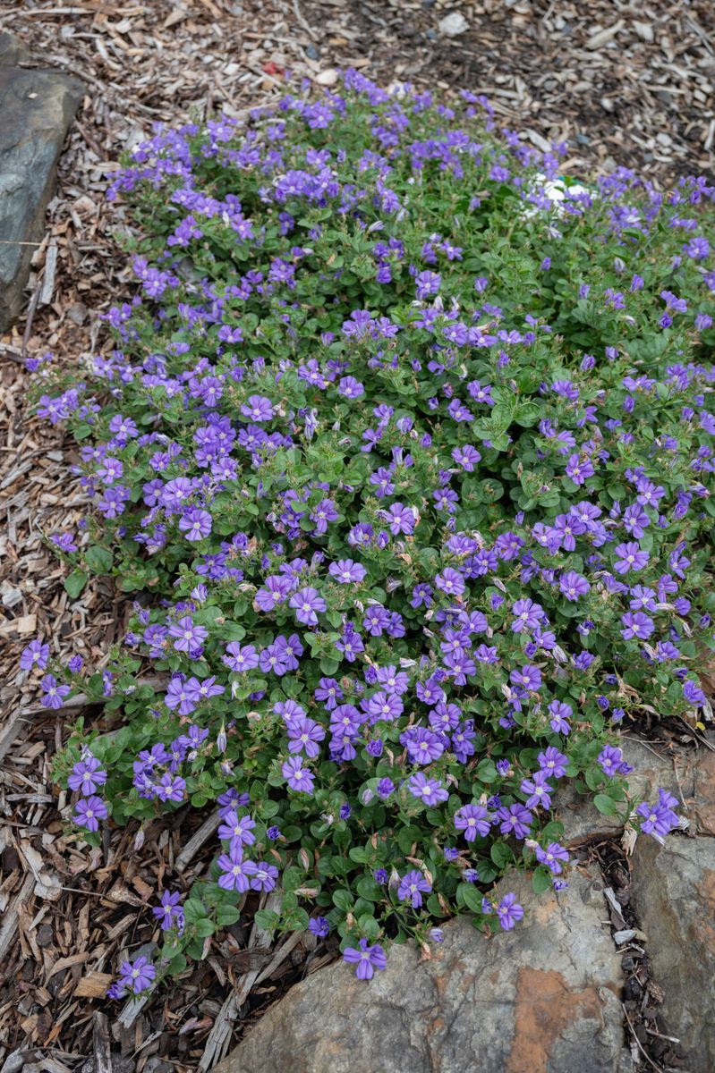 Plant Growers Australia - Convolvulus Starry Moon