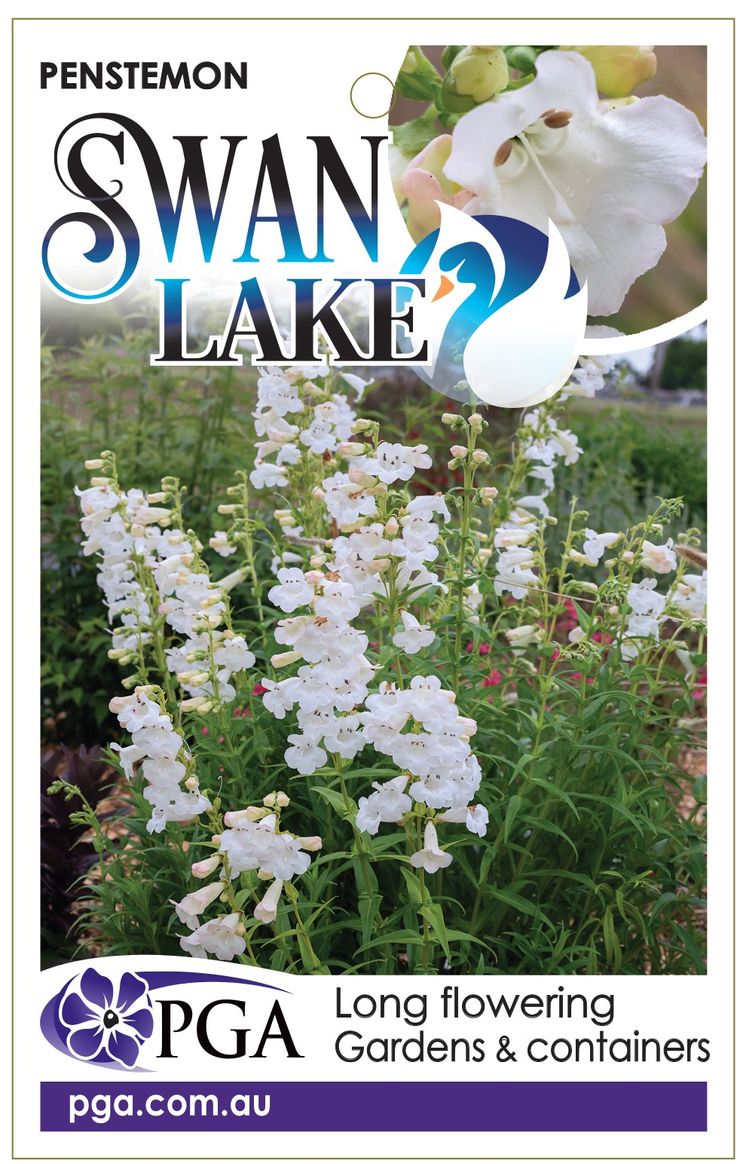 Plant Growers Australia - Penstemon Swan Lake