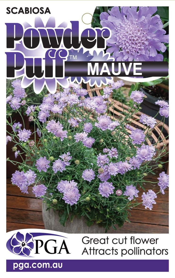 Plant Growers Australia - Scabiosa Powder Puff™ Mauve