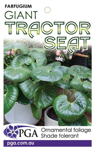 Plant Growers Australia - Farfugium Giant Tractor Seat